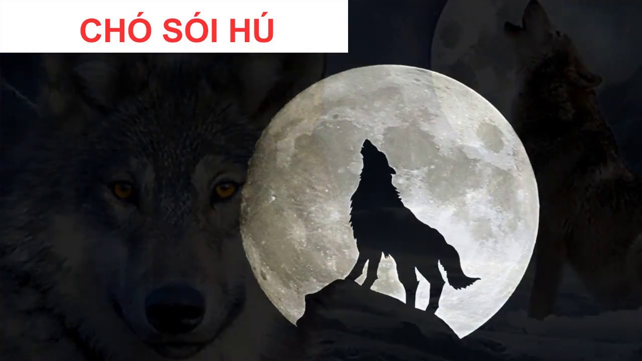 Tiếng Chó Sói Hú Trong Đêm: Bí Ẩn Và Ý Nghĩa