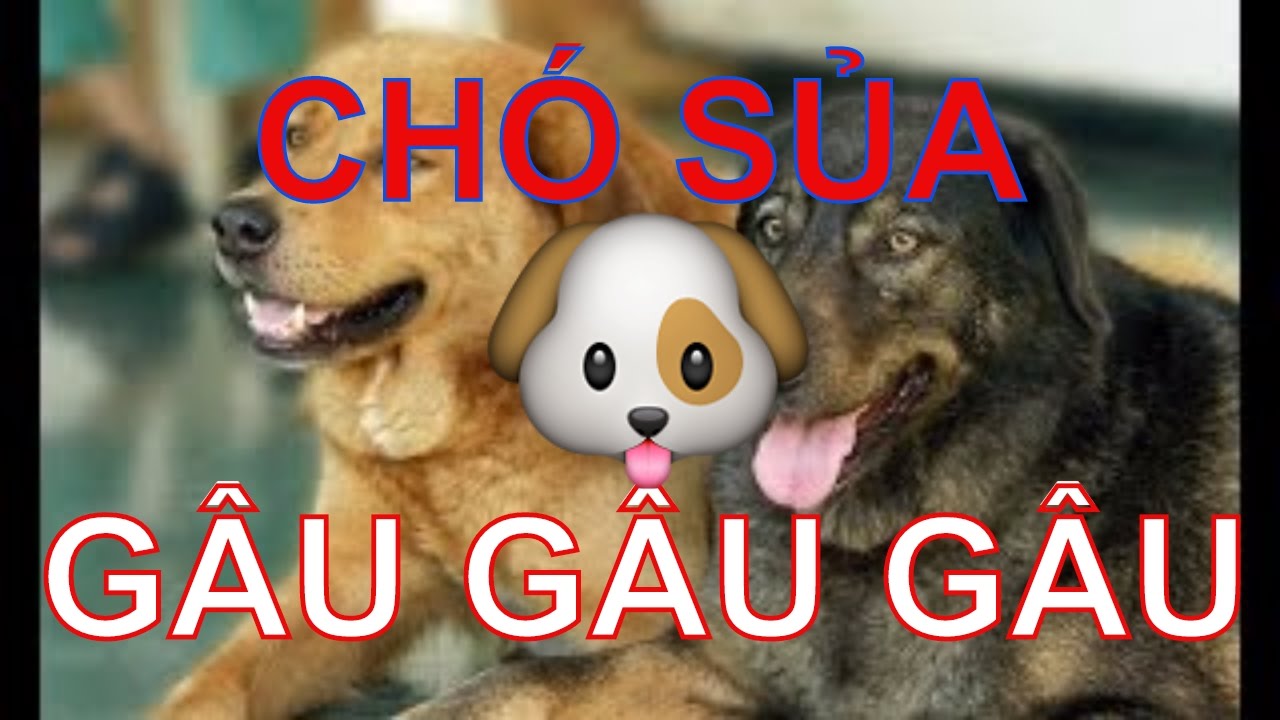 Tiếng Chó Sủa "Gâu Gâu" - Giải Mã Ngôn Ngữ Thú Cưng