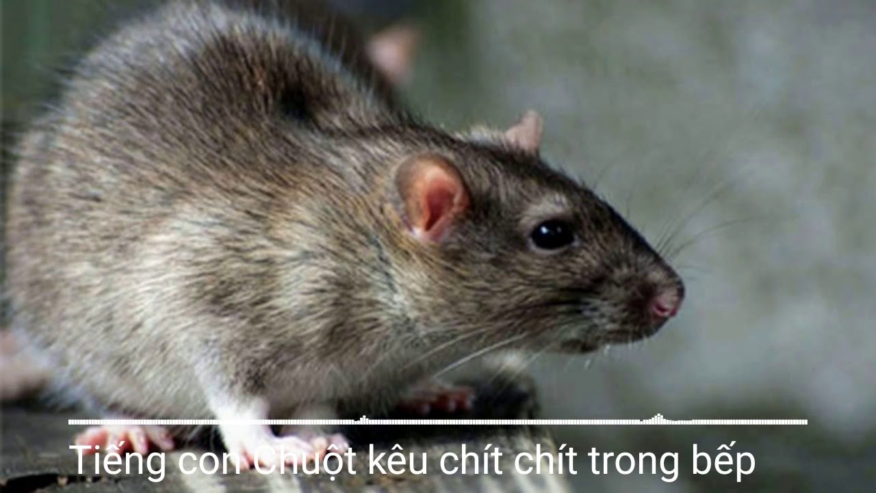 Tiếng Chuột Kêu Chít Chít: Nguyên Nhân, Cách Xử Lý Và Phòng Ngừa