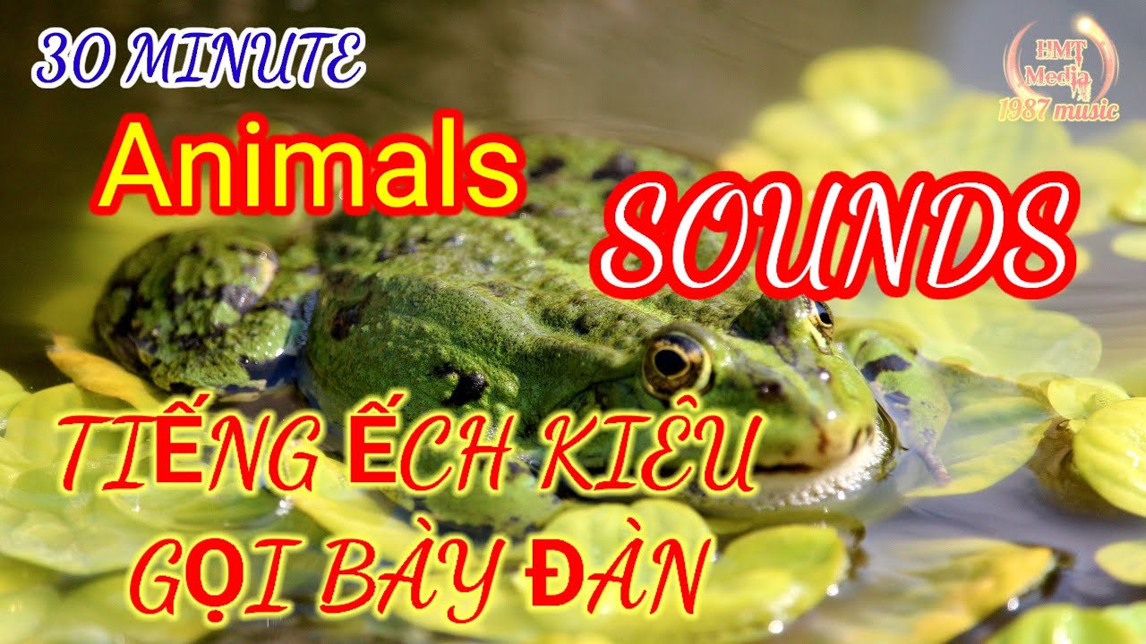Tiếng Ếch Kêu Cực Chuẩn / Hồng Phát To