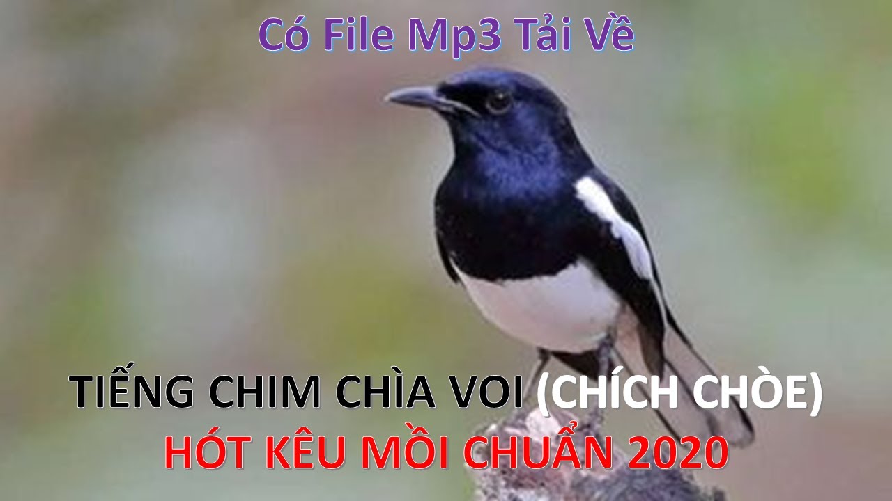 Tiếng Hót Chim Chìa Vôi