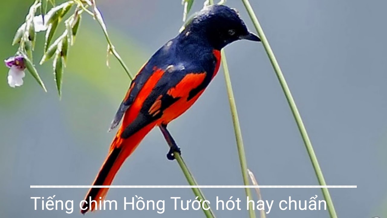 Tiếng Hót Chim Hồng Tước