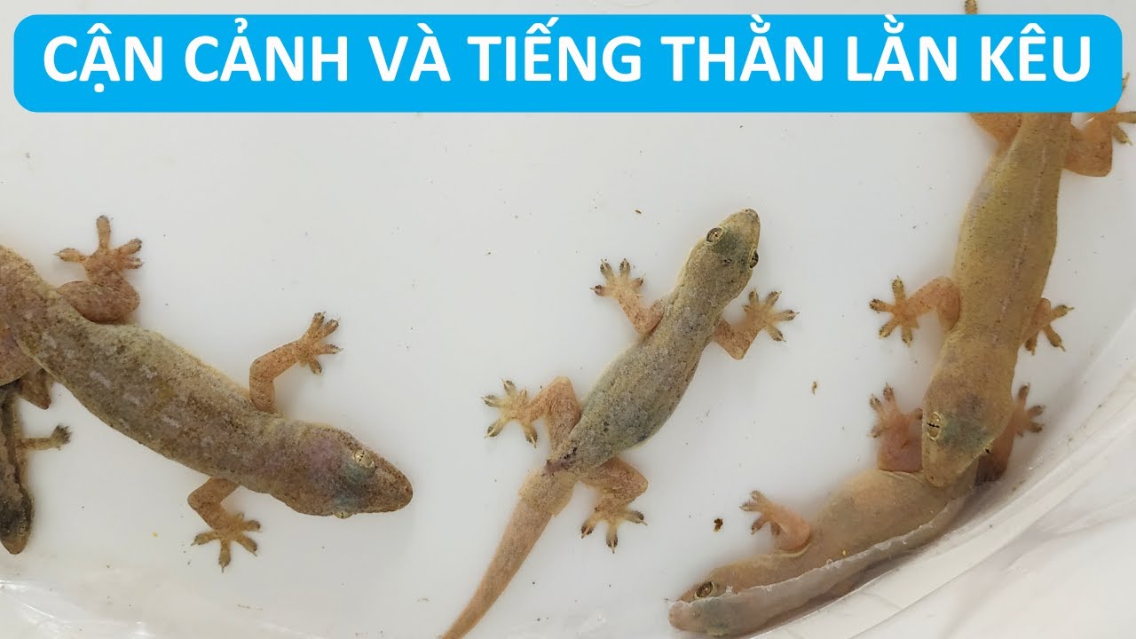 Tiếng Thạch Sùng Kêu: Bí Ẩn và Sự Thật