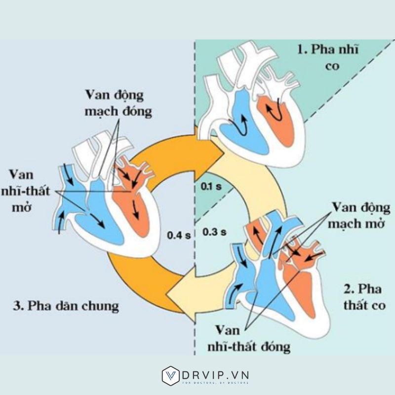 Tiếng Tim T1 T2 Là Gì?