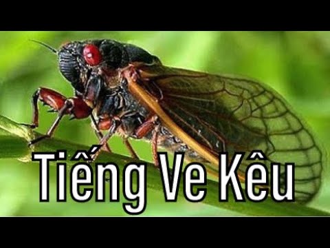 Tiếng Ve Sầu Kêu: Ý Nghĩa, Tập Tính Và Cách Xử Lý