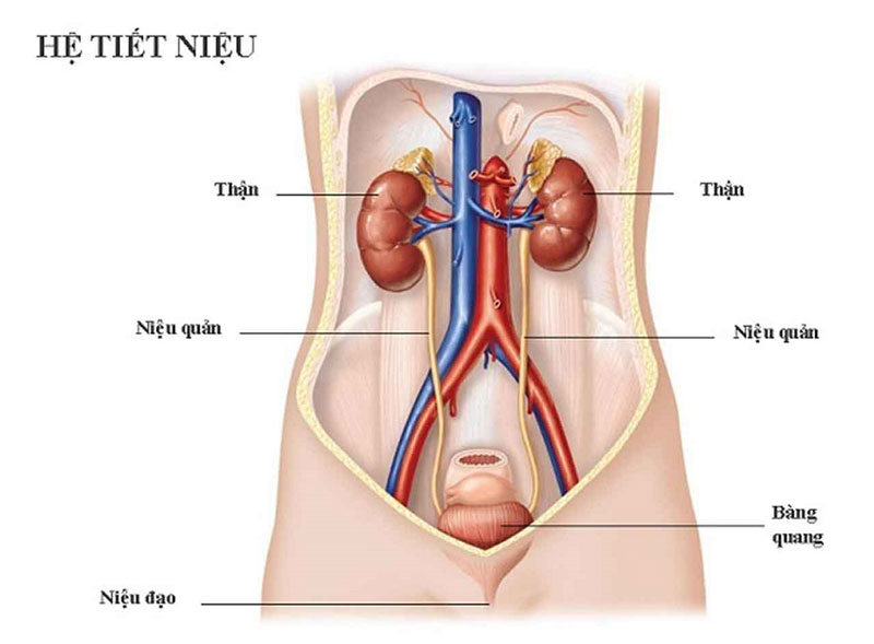 Tiểu Buốt Tiểu Dắt: Nguyên Nhân, Triệu Chứng Và Cách Điều Trị