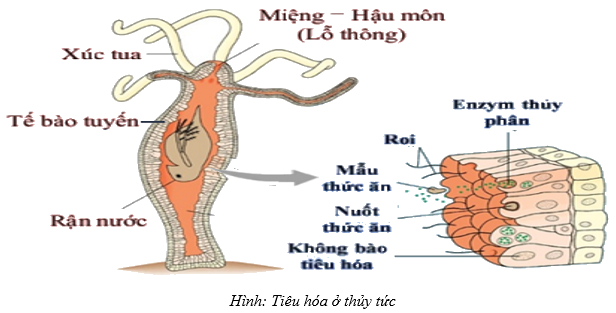 Tiêu Hóa Ngoại Bào Là Gì?