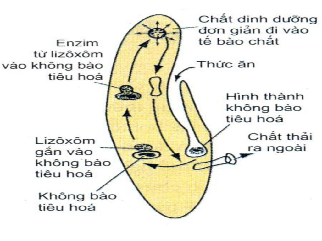 Phân biệt tiêu hóa nội bào và tiêu hóa ngoại bào Gallery 2