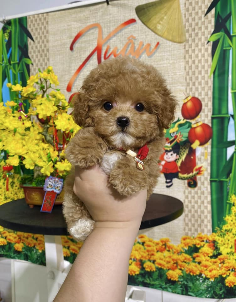 Chó có yếm trắng ở đâu? Gallery 2