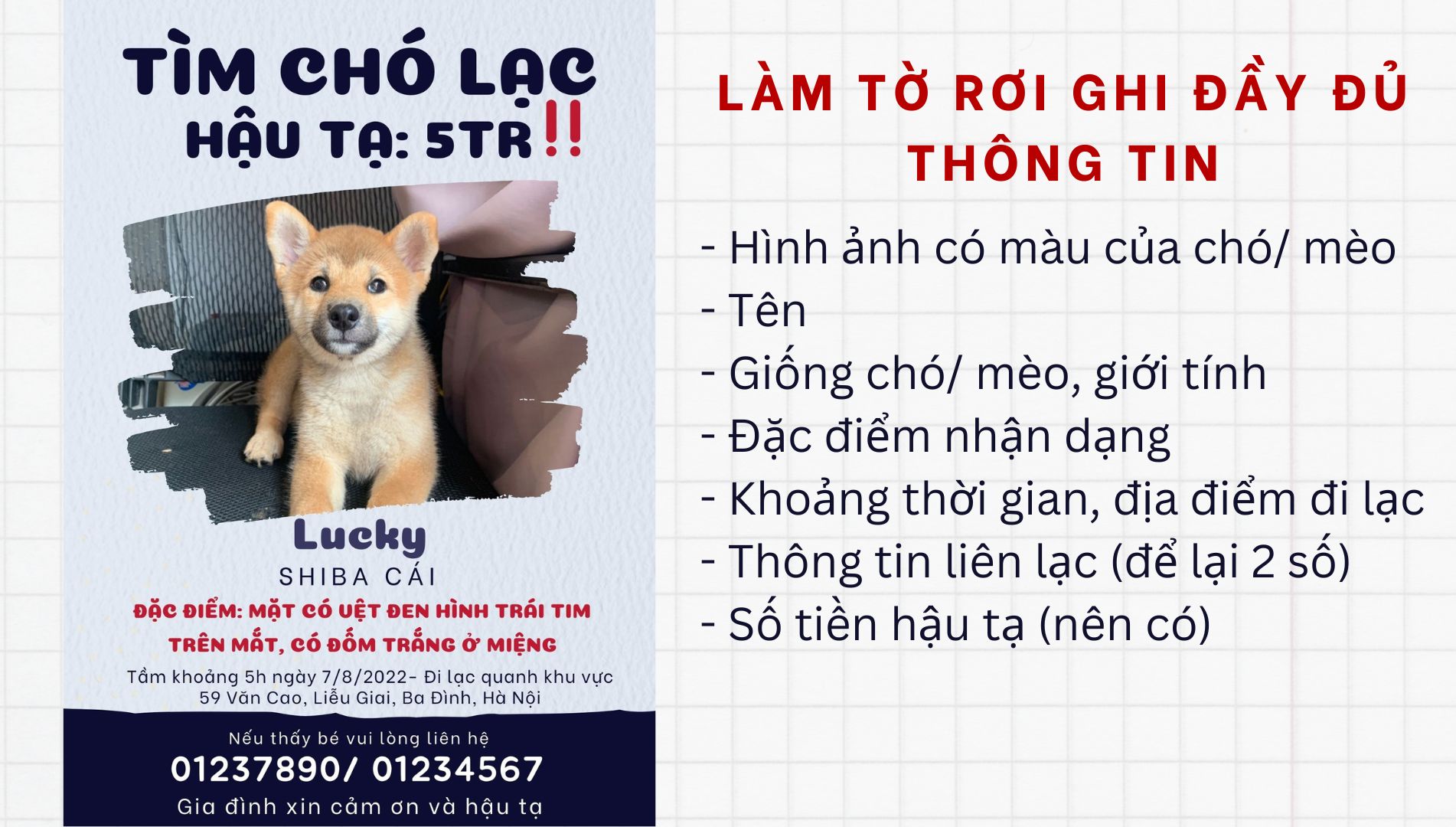 Tìm Chó Thất Lạc: Hướng Dẫn Chi Tiết và Hiệu Quả