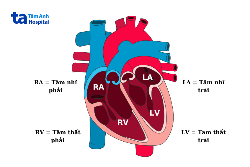 Tim có mấy ngăn? Thả thính cực chất!