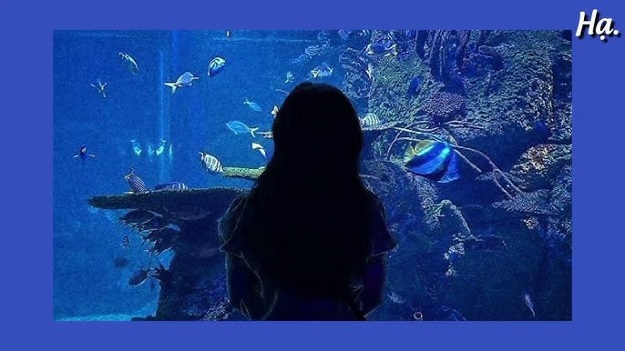 Chắc Anh Đang Ngủ Vùi Đâu Đó Gallery 1