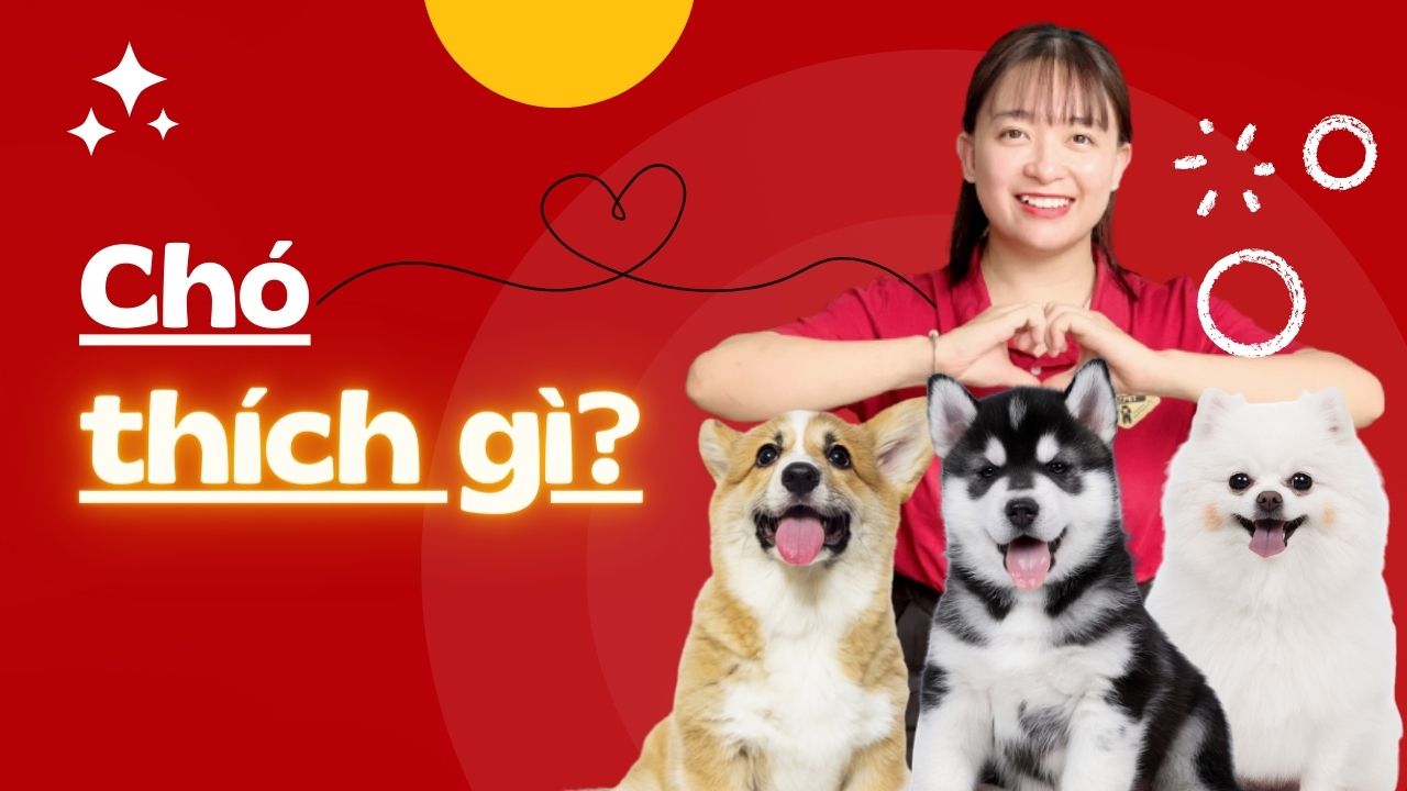 Người chơi với chó: Hướng dẫn và mẹo hữu ích Gallery 1