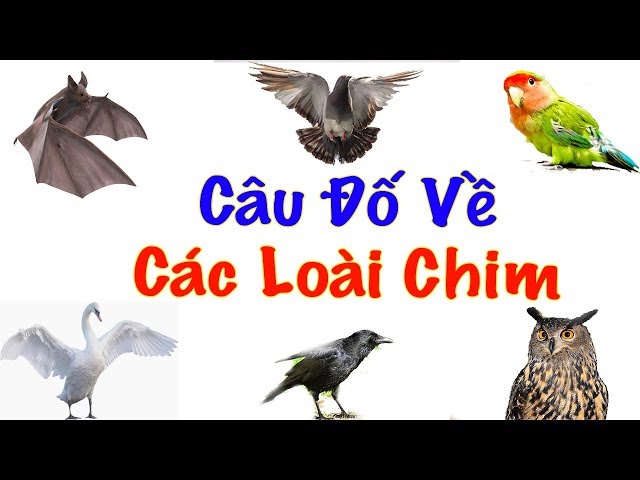 Câu Đố Về Con Chim: Giải Đáp và Những Câu Đố Hay Khác Gallery 2