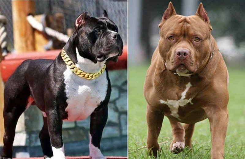 Chó Pitbull To Nhất Thế Giới Gallery 2