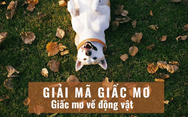 Giấc mơ và 100 con vật Gallery 2
