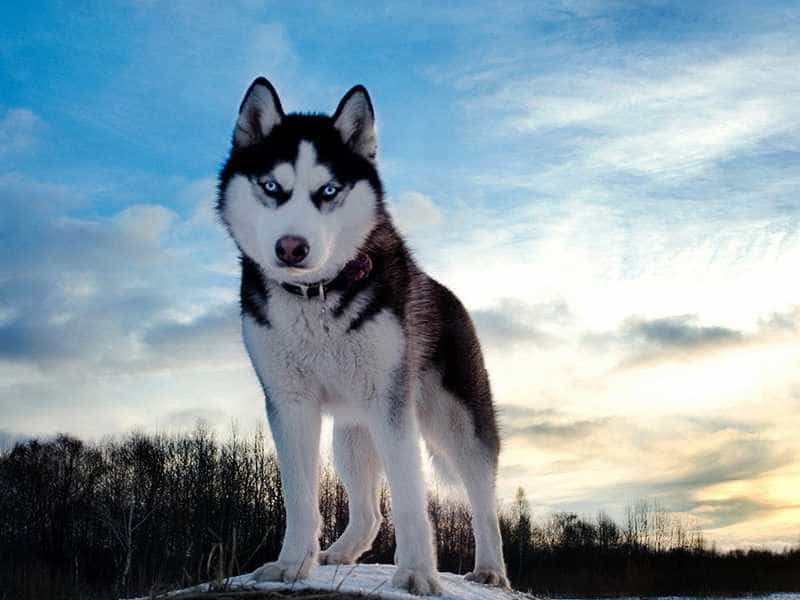 Husky Ảnh Chó Cute Gallery 2