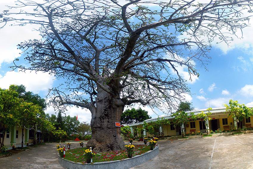 Cây Bao Báp ở Kiên Giang: Khám phá "Cây Đời" kỳ vĩ Gallery 2