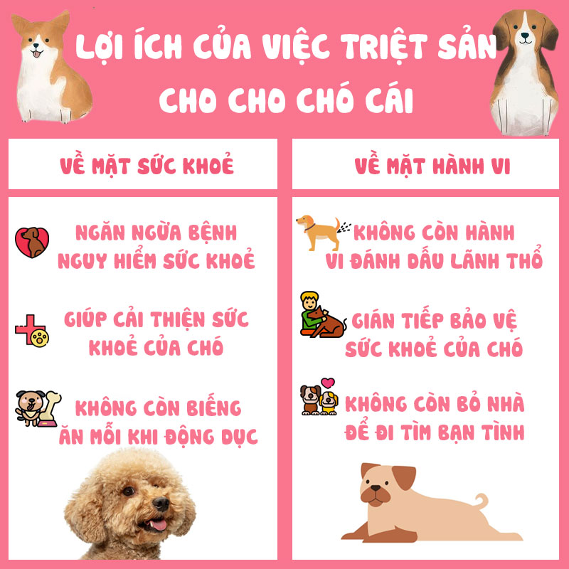 Thiến chó cái bao nhiêu tiền? Gallery 2