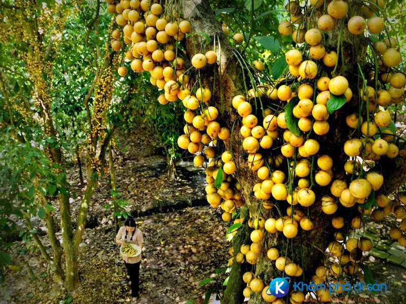 Vườn cây ăn trái Lái Thiêu: Trái cây tươi ngon, chất lượng cao Gallery 2