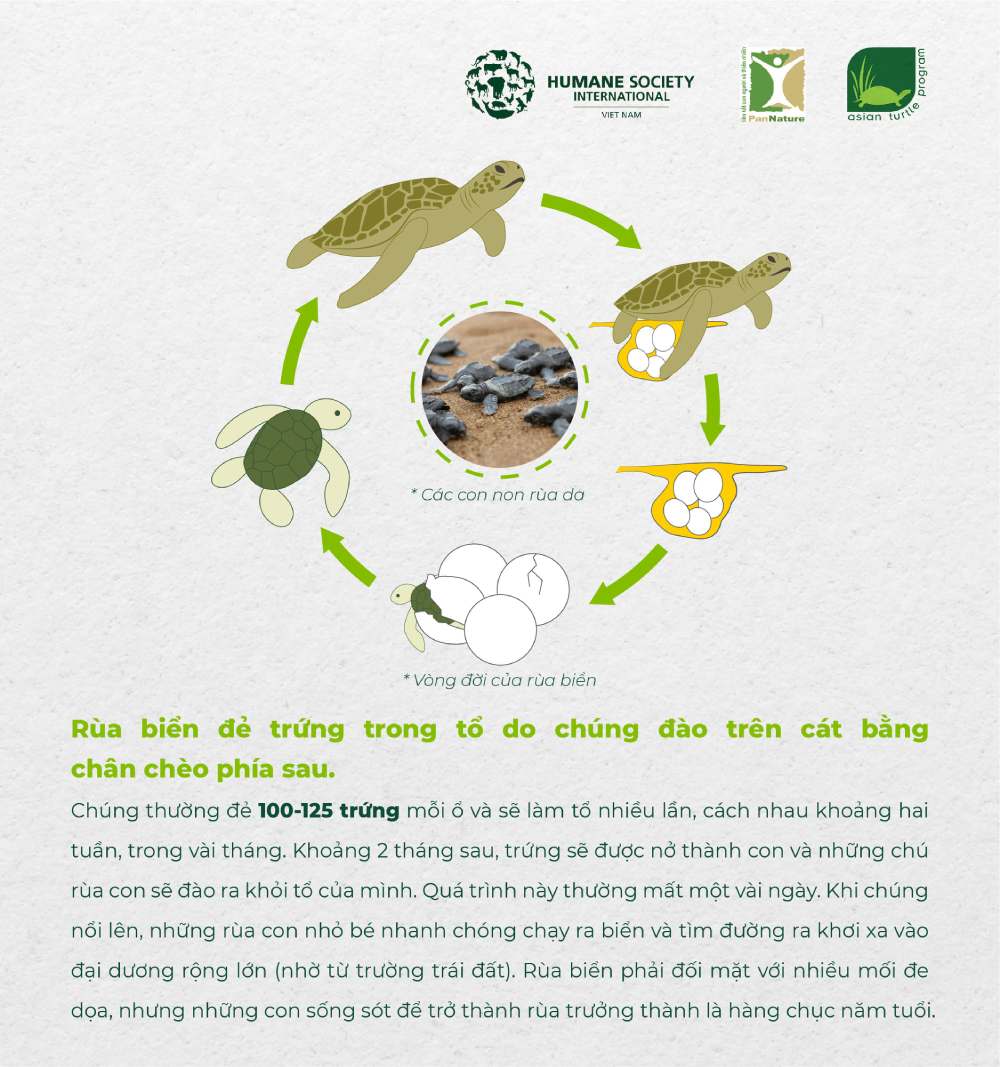 Tìm hiểu về con Rùa