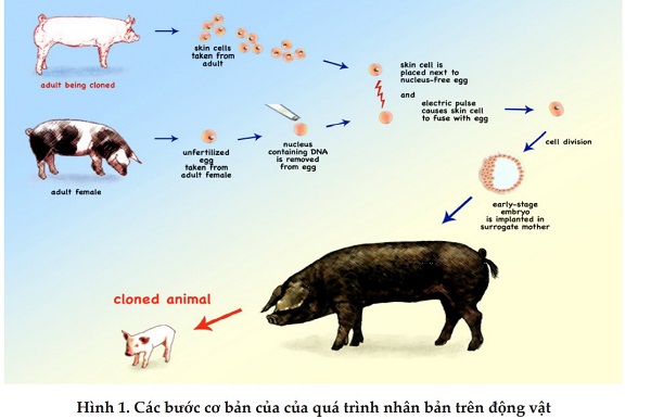Con Lợn Gợi Tình Gallery 1