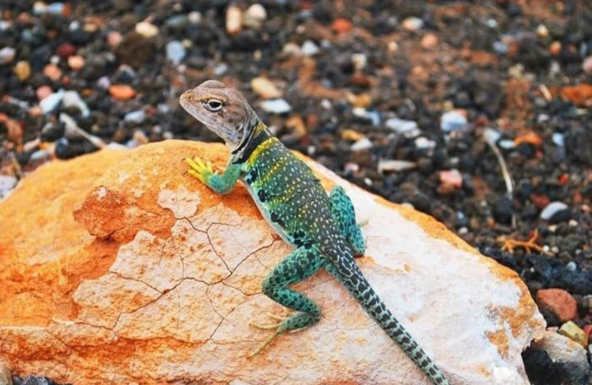 Tắc kè kêu 15 tiếng có ý nghĩa gì? Gallery 1