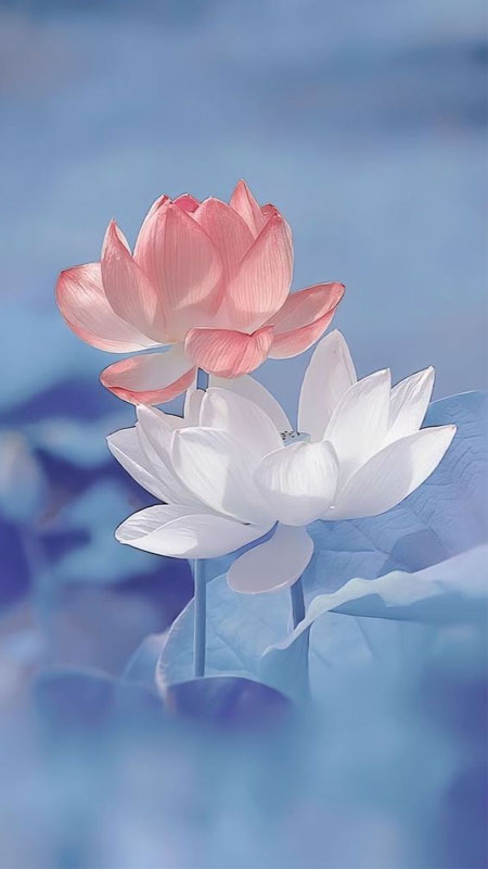 Hình Nền Bông Sen Trắng - Tinh Khí và Thanh Tịnh Gallery 2