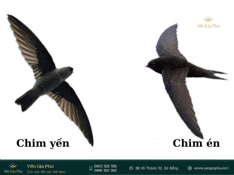 Chim Én Số Mấy? Gallery 2