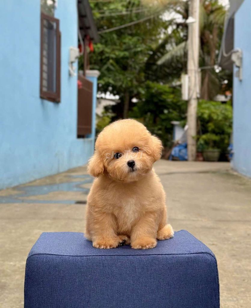 Chợ Tốt Vật Nuôi Bình Dương: Mua Bán Thú Cưng Uy Tín, Giá Tốt Gallery 1