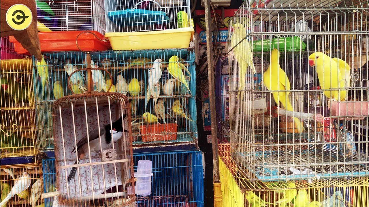 Quán Chim Cảnh Gần Đây Gallery 1