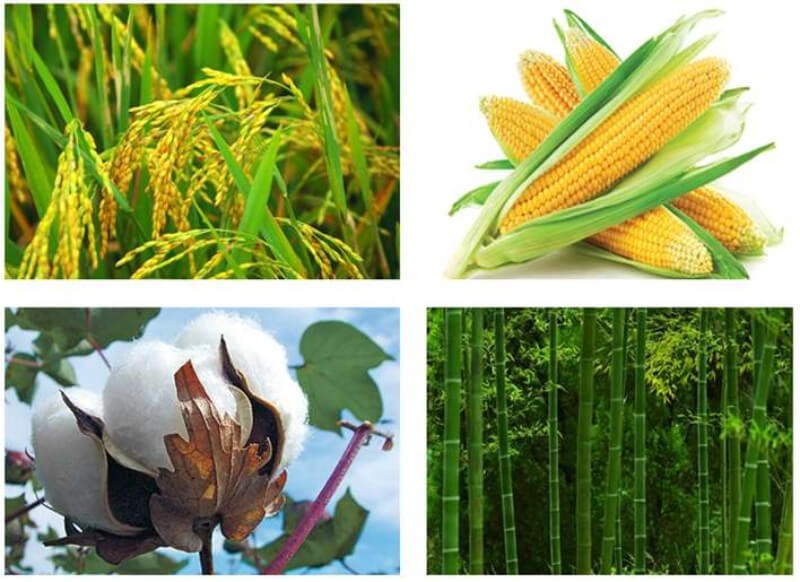 Tinh bột và Xenlulozơ: Sự khác biệt và ứng dụng
