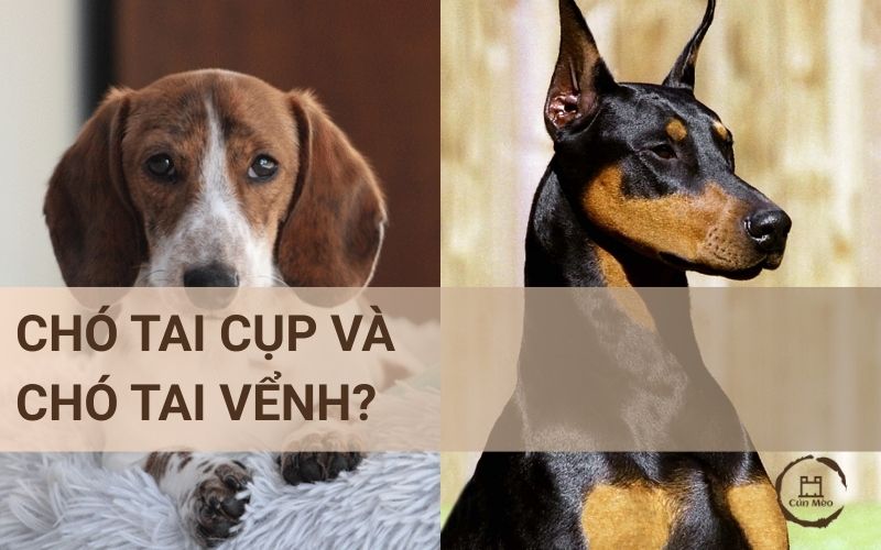 Giống Chó Tai Vểnh: Đặc điểm, tính cách và lựa chọn phù hợp Gallery 2