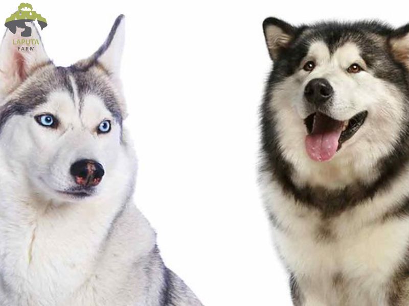 Chó Alaska Lai Husky: Đặc điểm, tính cách và cách chăm sóc Gallery 2