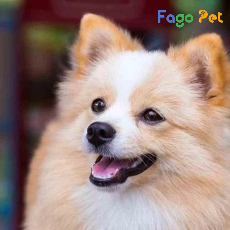 Chó Chihuahua Lai Phốc Sóc: Đặc điểm, tính cách và cách chăm sóc Gallery 2