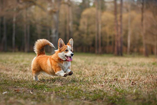 Chó Corgi Lai Nhật: Thông Tin Chi Tiết Về Giống Chó Đáng Yêu Này Gallery 2