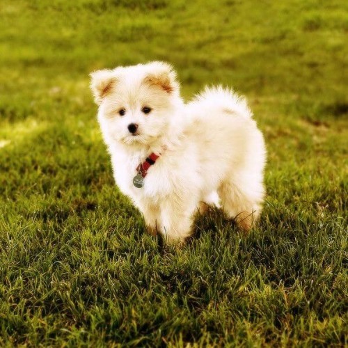 Chó Phốc Sóc Lai Poodle: Thông tin đầy đủ về giống chó đáng yêu này Gallery 2