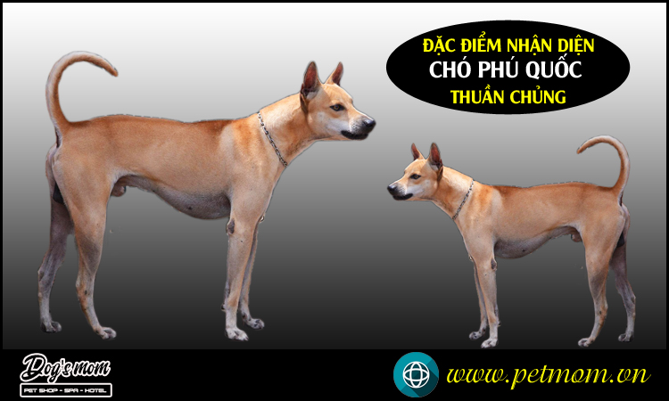 Chó Phú Quốc Lai Nhật Gallery 2