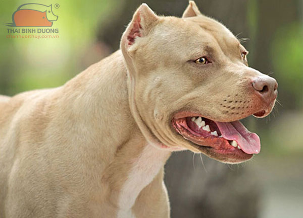 Chó Pitbull Lai Chó Ta: Đặc Điểm, Tính Cách và Cách Chăm Sóc Gallery 2