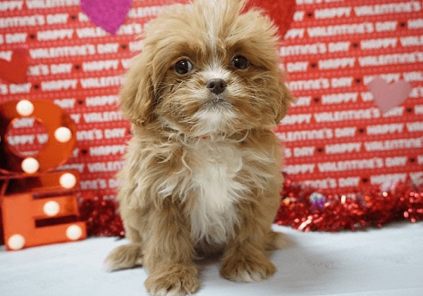 Chó Poodle Lai Nhật: Thông Tin Chi Tiết, Đặc Điểm Và Cách Chăm Sóc Gallery 2