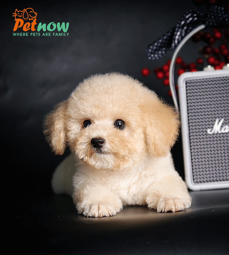 Chó Poodle Màu Vàng Mơ: Nguồn Gốc, Tính Cách và Cách Chăm Sóc Gallery 2