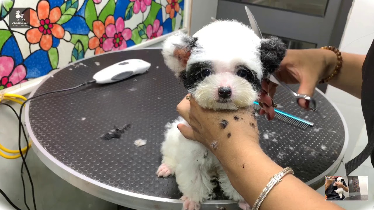 Chó Poodle Tai Bướm Gallery 2