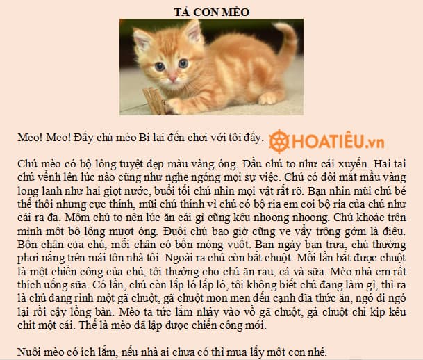 Con Mèo Của Tôi Gallery 2