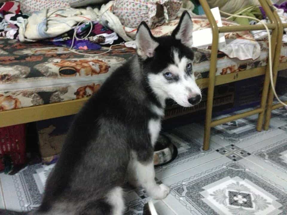 Husky Lai Chó Cỏ Gallery 2