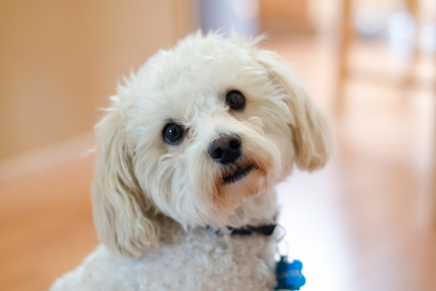 Poodle lai Nhật trưởng thành Gallery 2