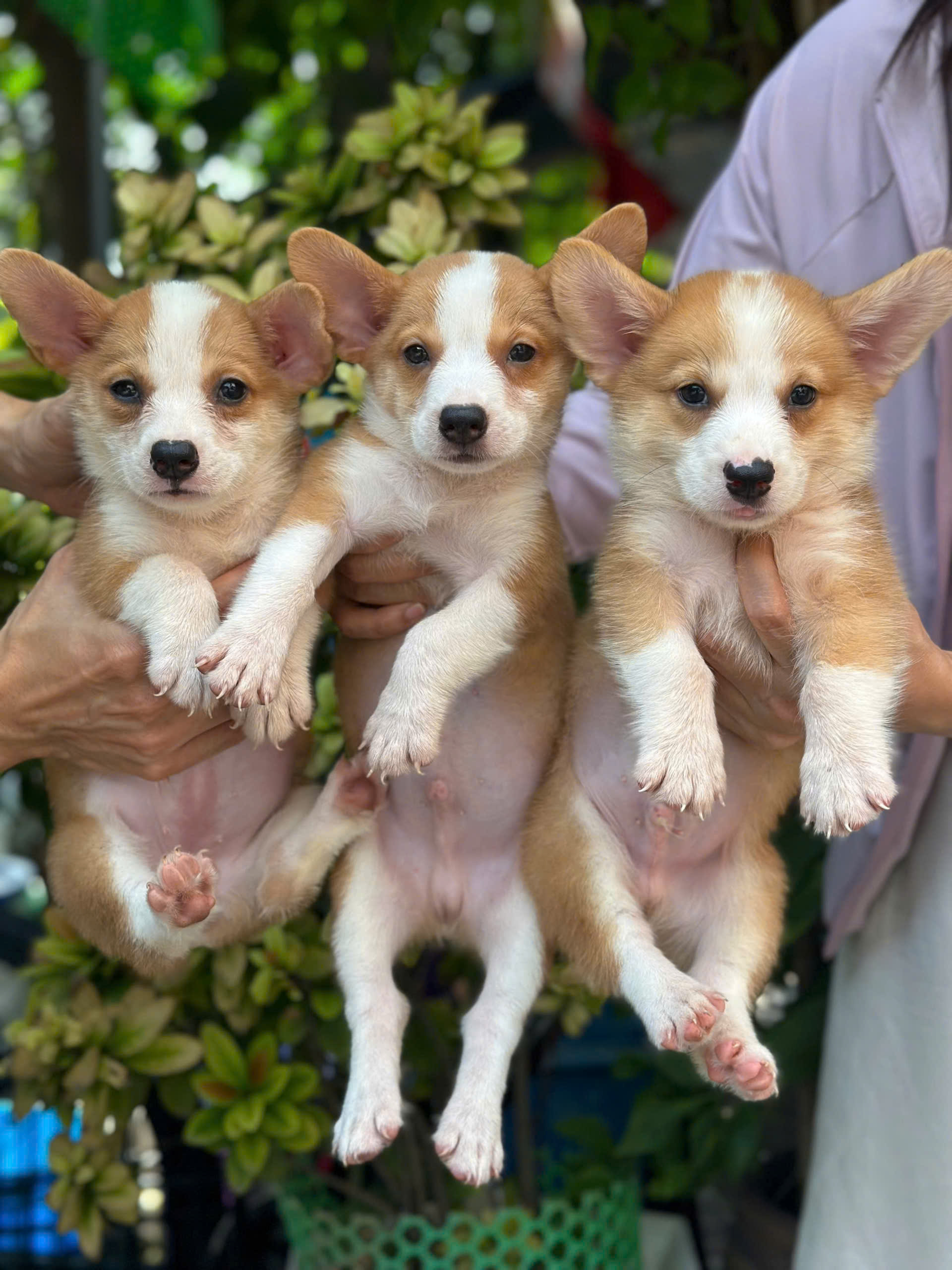 Corgi lai Phốc Sóc: Thiên thần nhỏ đầy năng lượng Gallery 2