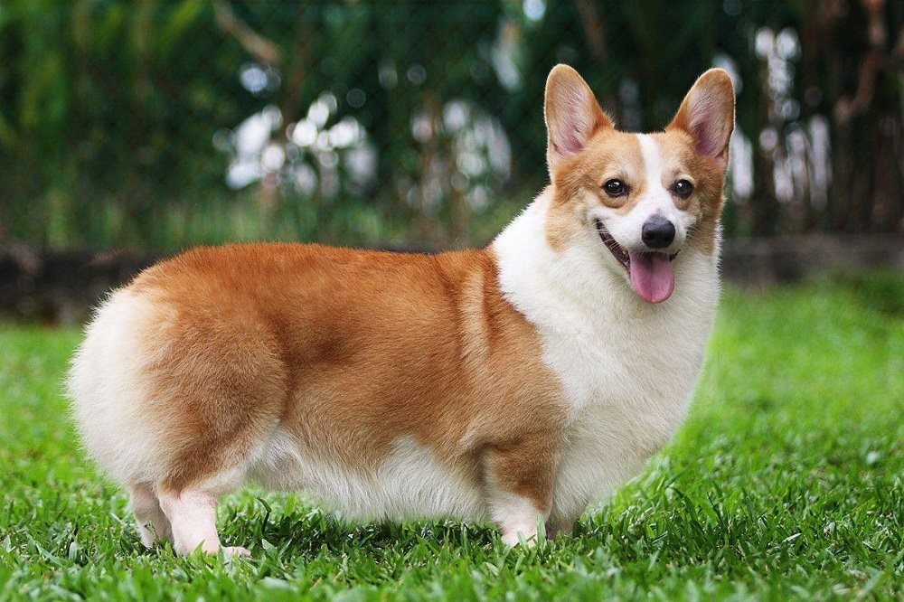 Chó Corgi Chân Ngắn: Hướng Dẫn Chăm Sóc và Thông Tin Chi Tiết Gallery 2