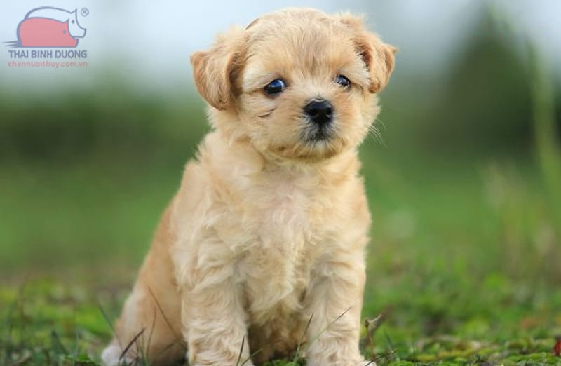 Chó Xúc Xích Lai Poodle: Đặc điểm, tính cách và cách chăm sóc Gallery 2