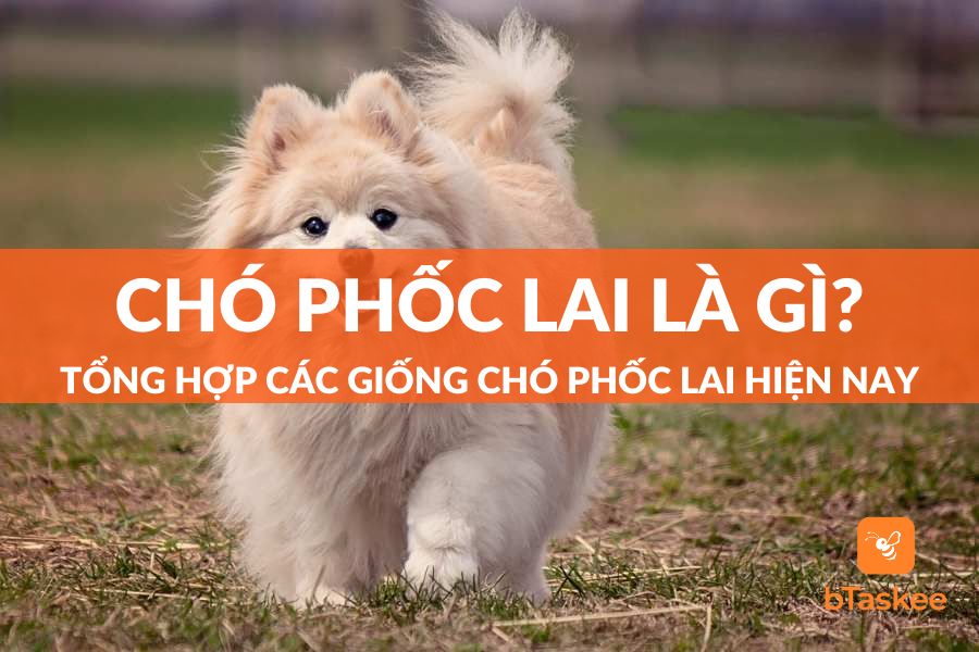 Chó Phốc Lai Ta: Thông Tin Chi Tiết Về Giống Chó Hấp Dẫn Này Gallery 2