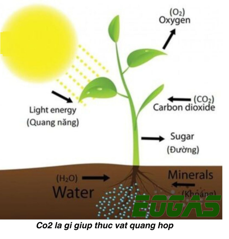 Tính chất hóa học của khí Carbon Dioxide (CO2) Gallery 1